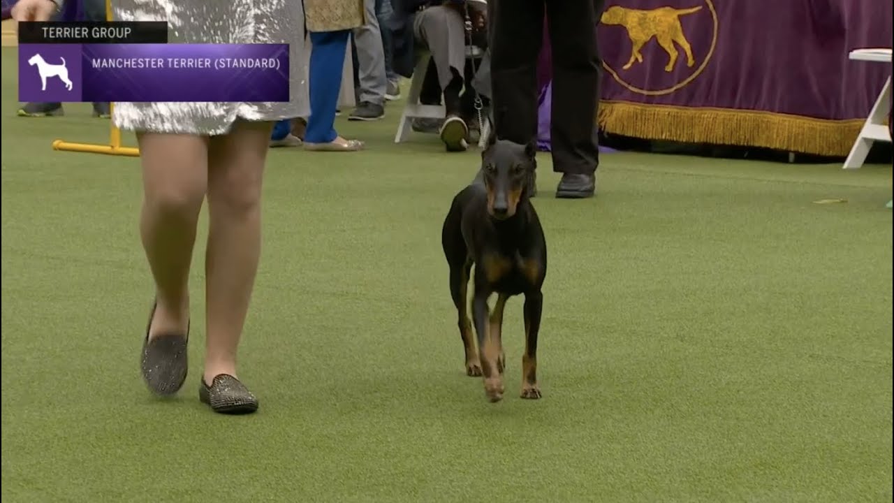 Manchester Terriers (Standard) | Breed Judging 2023