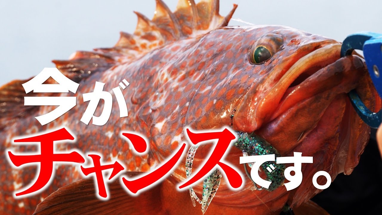ロックフィッシュでまさかの大型キジハタ連発！テスター同士のガチバトルが予想外の展開に！【前編】