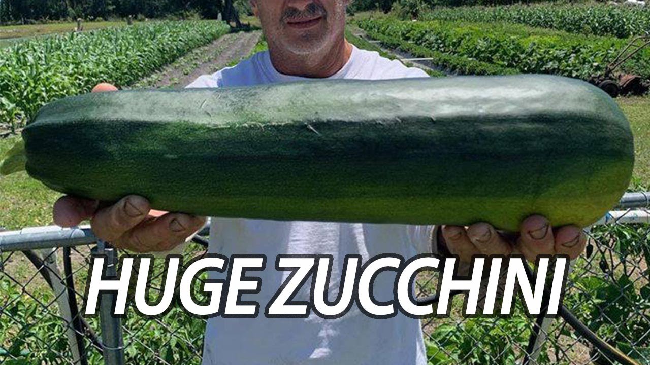 How to Grow Huge Zucchini Squash at Home
