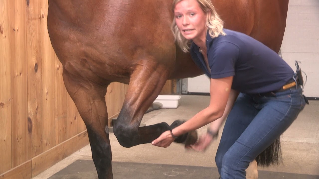 Royal Horse Show Education Series: Equine Lameness with Dr. Samantha Molson