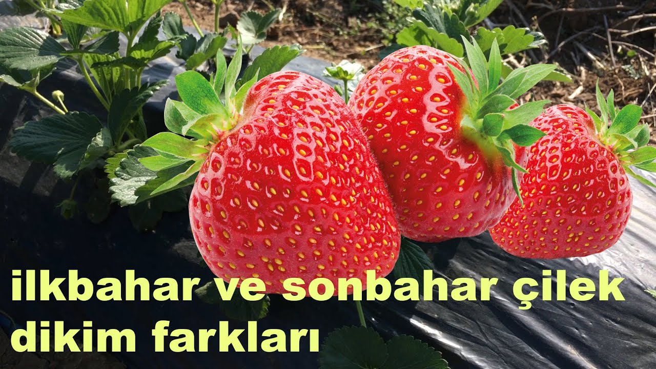 ÇİLEKLERDE İLKBAHAR VE SONBAHAR DİKİM FARKI (UZUN VERSİYONDUR)