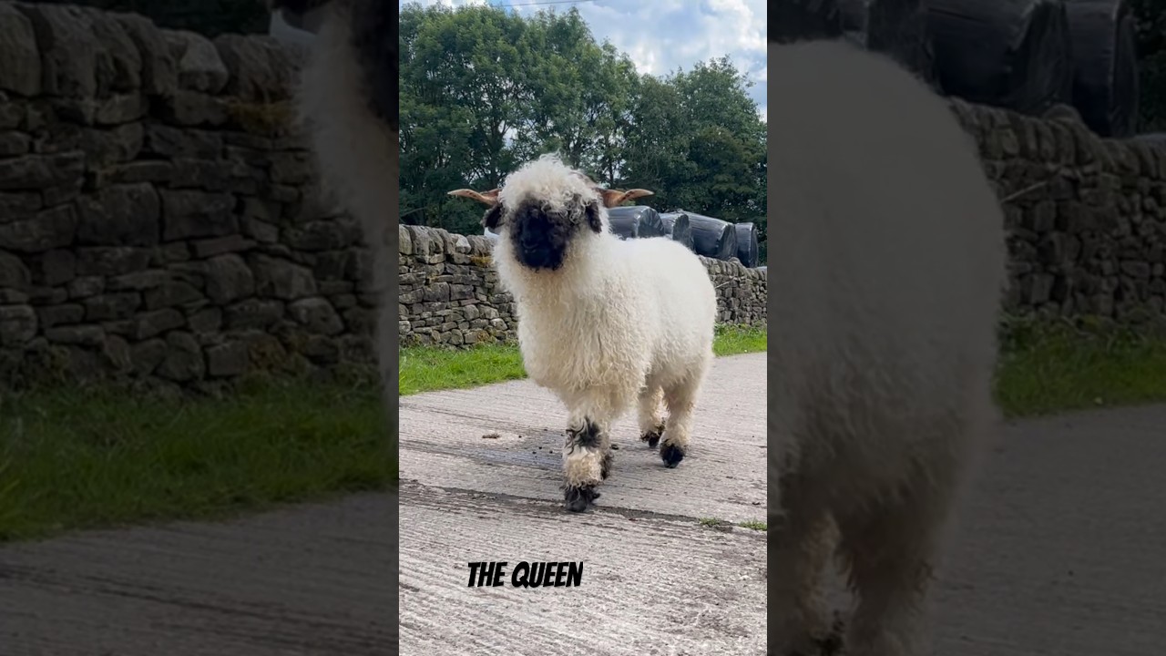 What a Queen 👑 #sheep #lambs #farminglife #lambing #farminguk #farmlife #britishfarming #farming