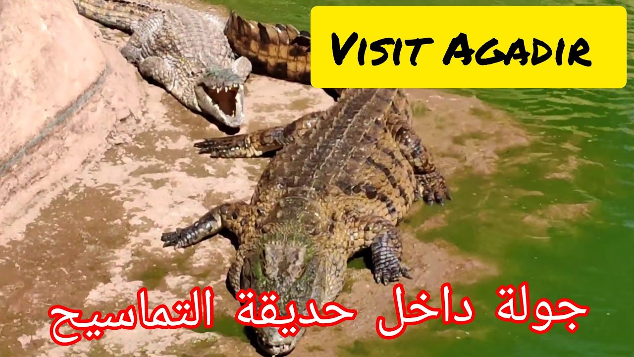 Agadir Crocopark....جولة بحديقة التماسيح والسلاحف سبحان الله على تنوع خلقة
