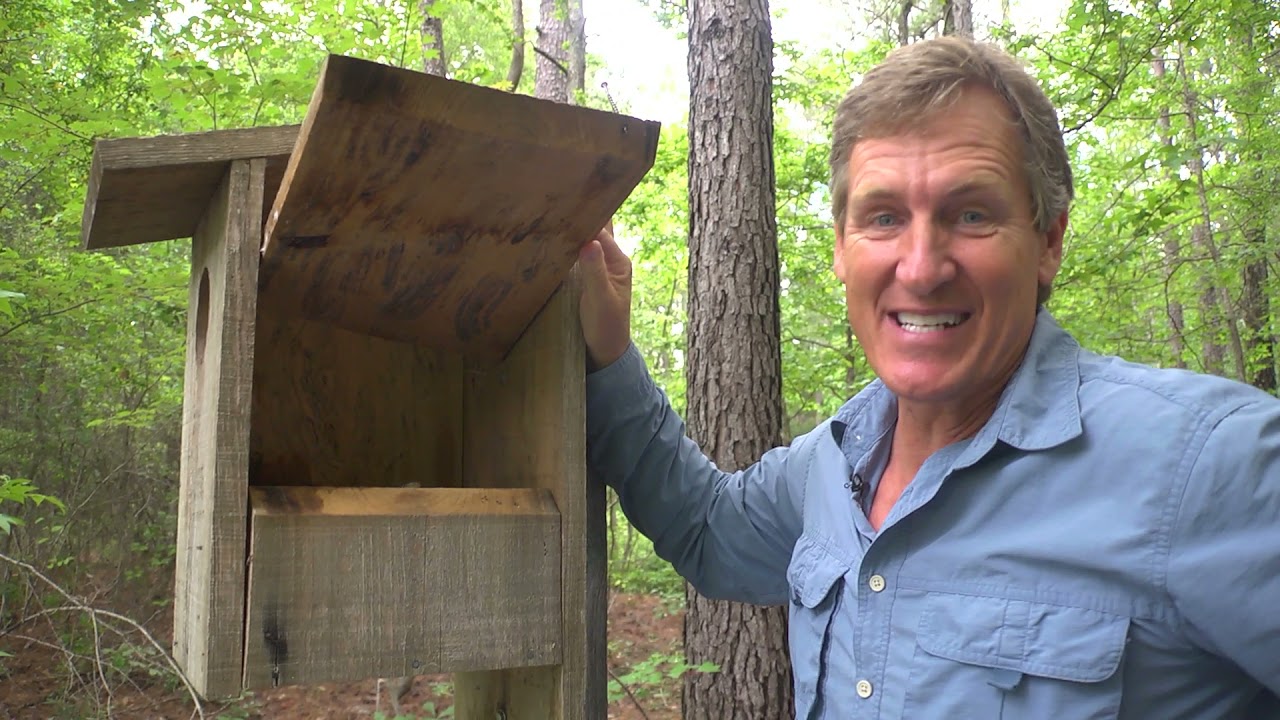 Checking a Wood Duck Box