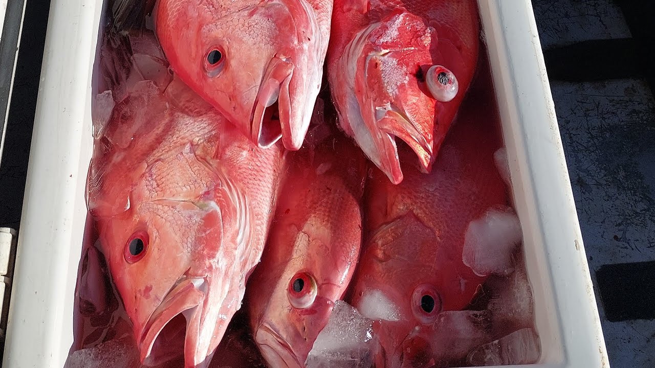 Fishing Central Queensland - nannygai mayhem