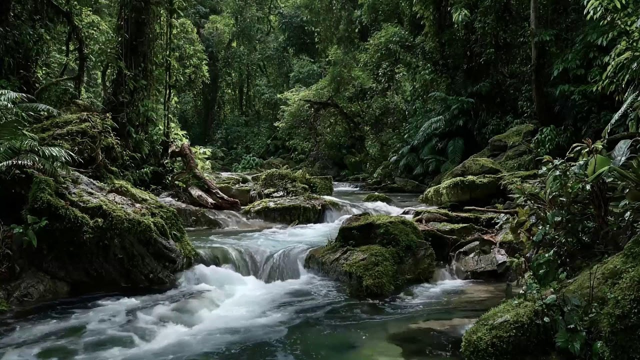 Gentle Forest River Sounds for Sleep Supporting Balanced Calm and Long Rest