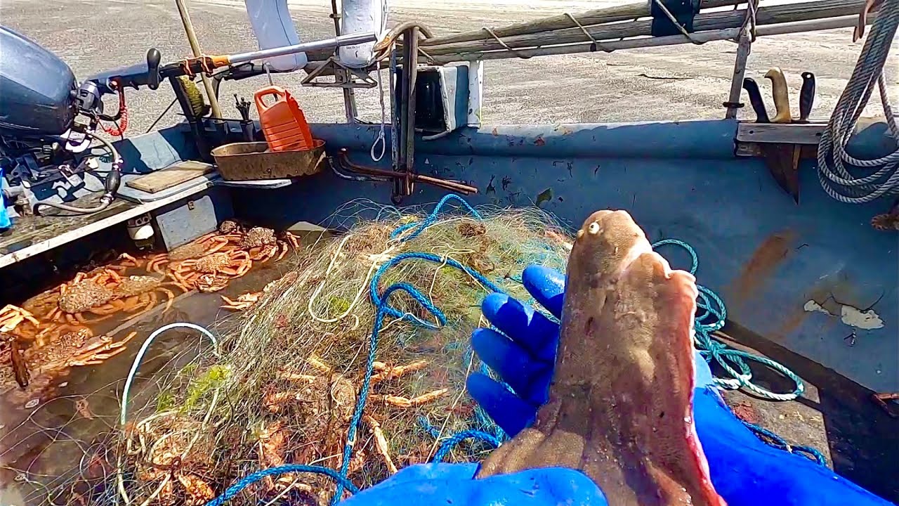 GIANT SPIDER CRABS WIPE OUT OUR FLATFISH NET - Plaice Catch & Cook