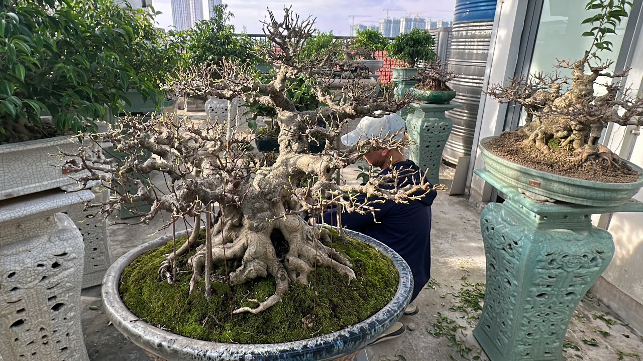 TÁC PHẨM SANH BONSAI DÁNG LÀNG ĐƯƠNG ĐẠI SỚM HÀNG ĐẦU HÀ NỘI - BẤM DĂM