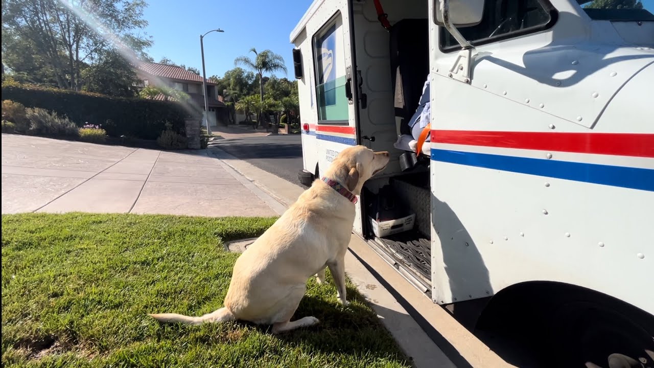 Labrador Waits In Yard To Greet Mail Lady Every Day