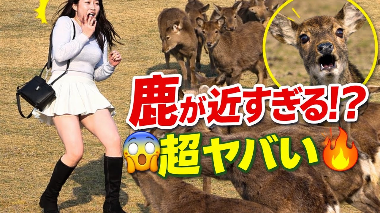 奈良公園あるある！鹿に囲まれる瞬間 😂🦌鹿が近すぎる！？奈良公園でまさかの瞬間 😱🦌