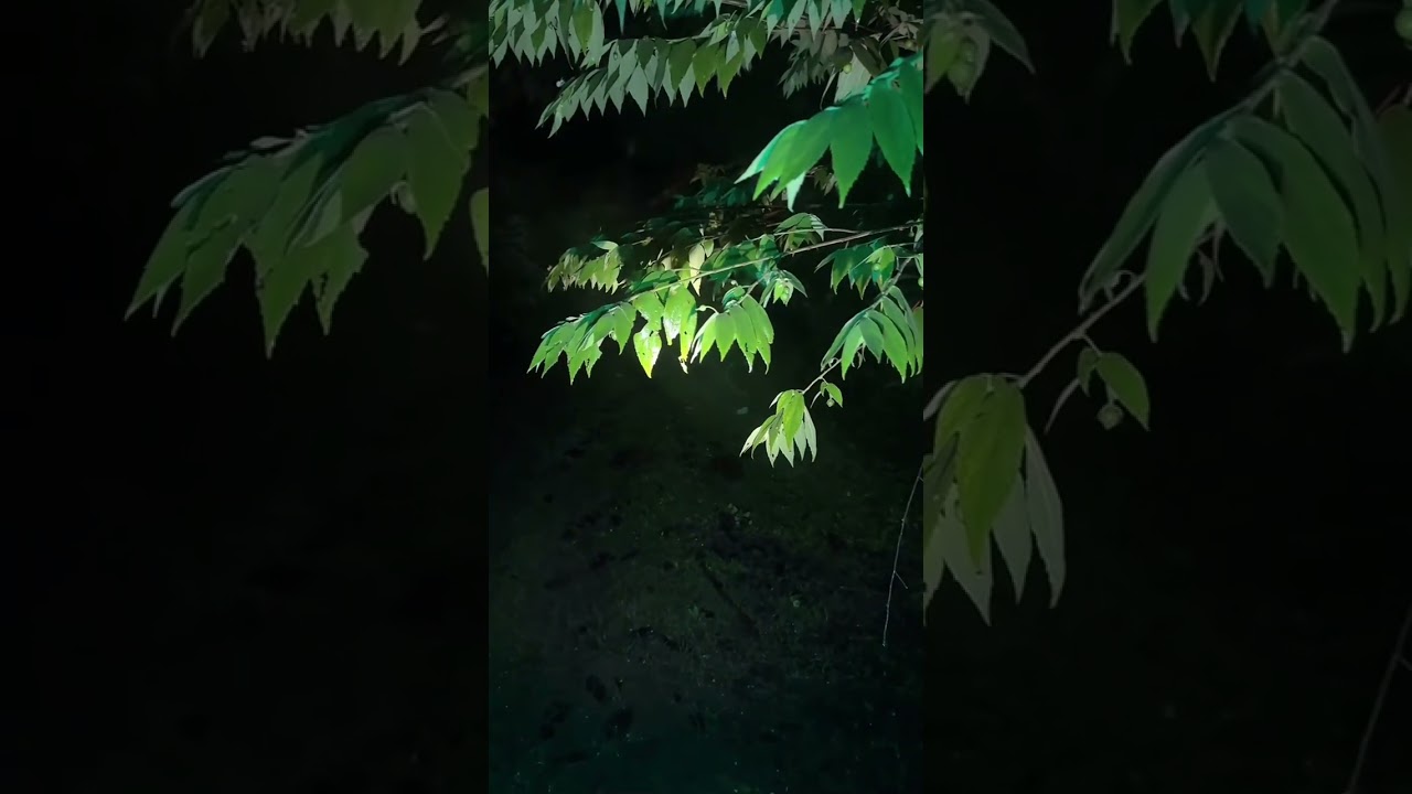  “Misteri Bukit Siluman: Petualangan Ekstrem di Tempat Angker”#horror #paranormalactivity 