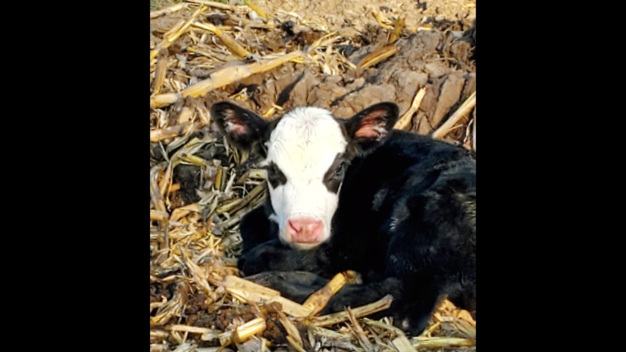 Cow Gives Birth & Cares for Her Baby: Signs of Spring at the WJ Ranch