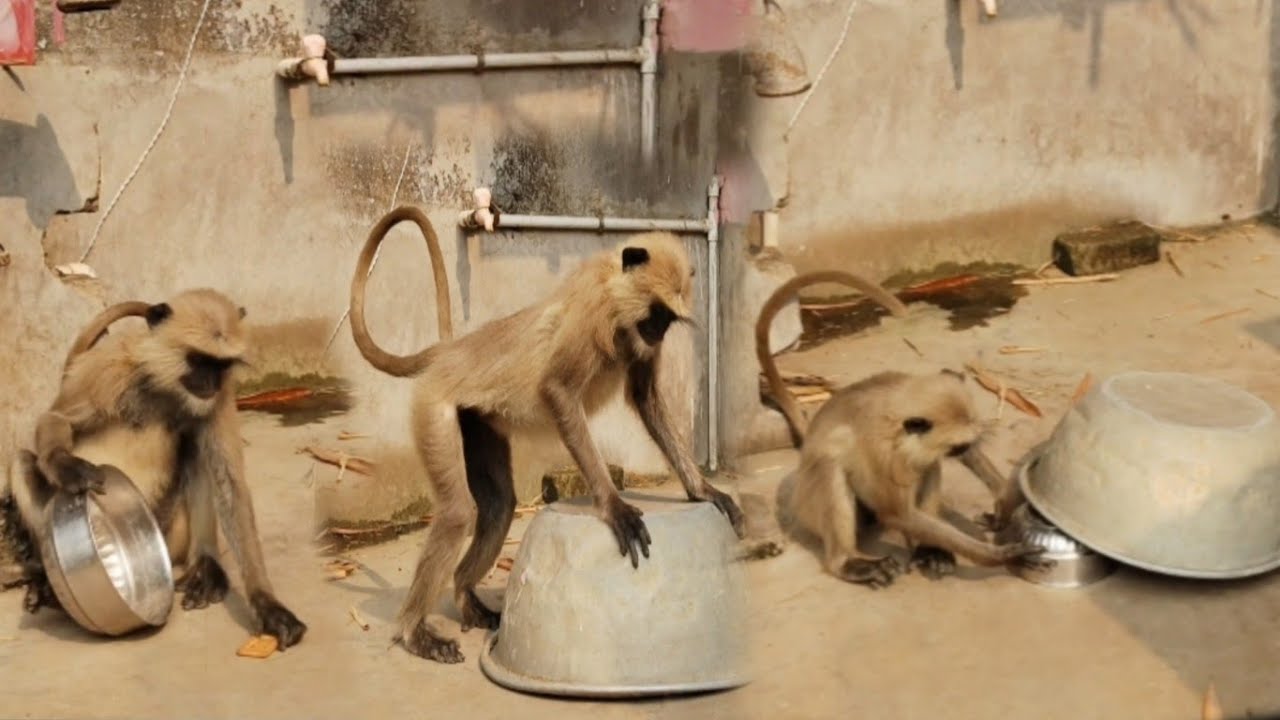 इंसानों जैसी समझदारी ! लंगूर का अनोखा जलवा दबंग लंगूरः इसे डराना नामुमकिन है 