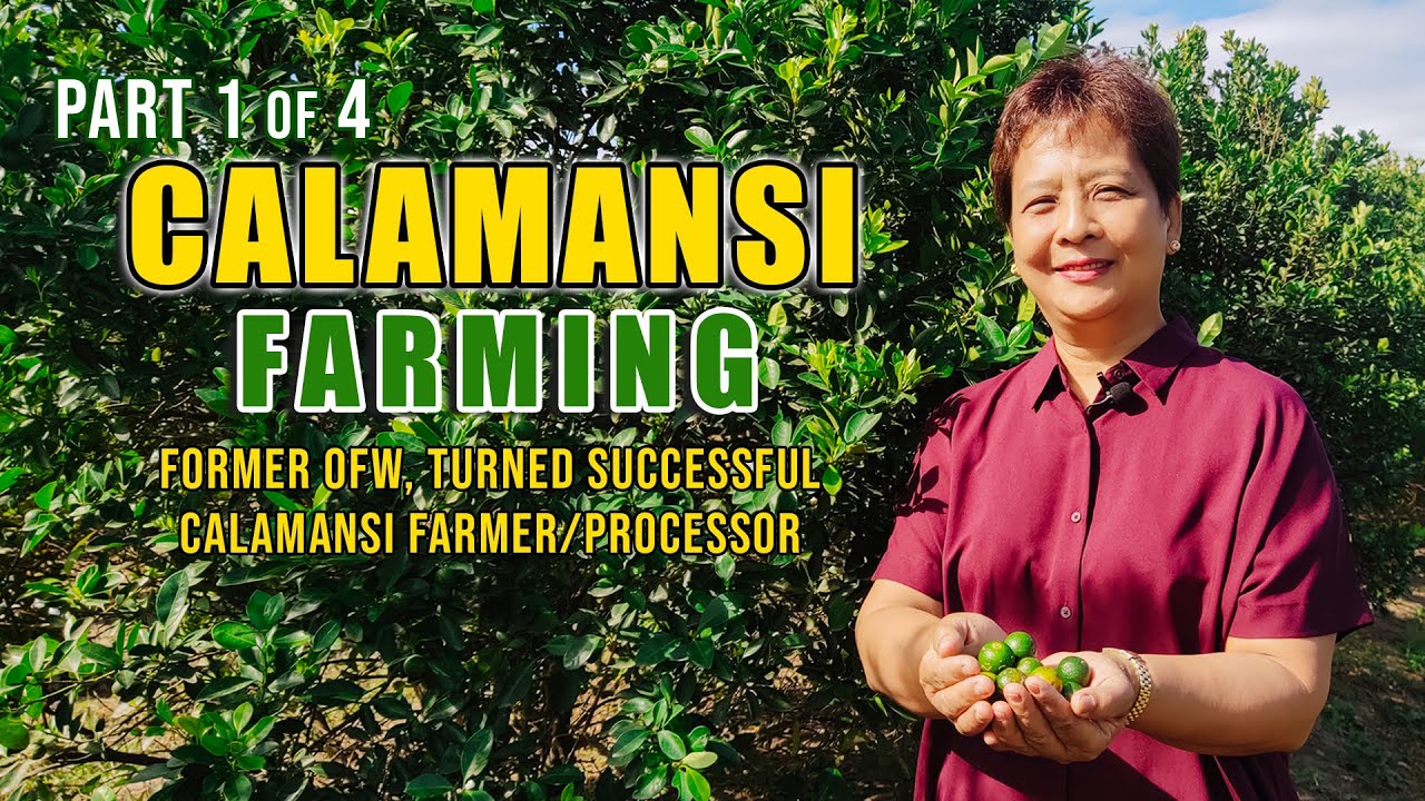 CALAMANSI FARMING | FORMER OFW, TURNED SUCCESSFUL CALAMANSI FARMER/PROCESSOR W/ 3K START- UP CAPITAL