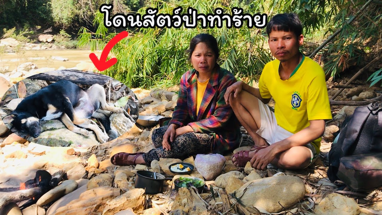 ร่อนทองในป่าไกลจากบ้าน เรามาลุ้นกันว่าจะได้เท่าไหร่ ดอมๆโดนสัตว์ป่าทำร้าย - อาเตือย