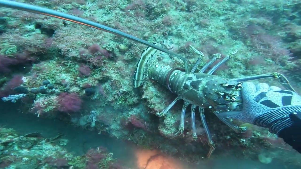 5-1-22 - Fins up! Rock Bottom. - Wrightsville Beach, NC Diving for lobsters and spear fishing!