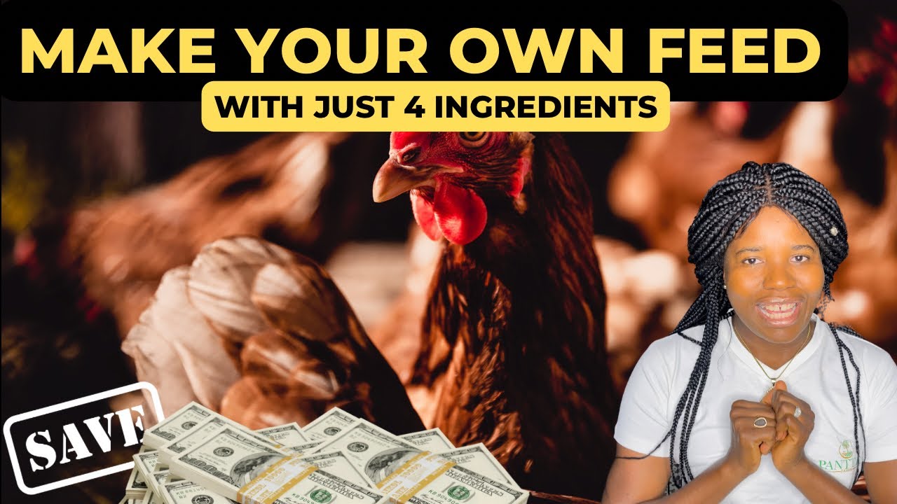 How To Reduce Poultry Feed Cost With Just 4 Ingredients | Spend Less on Chicken Feed