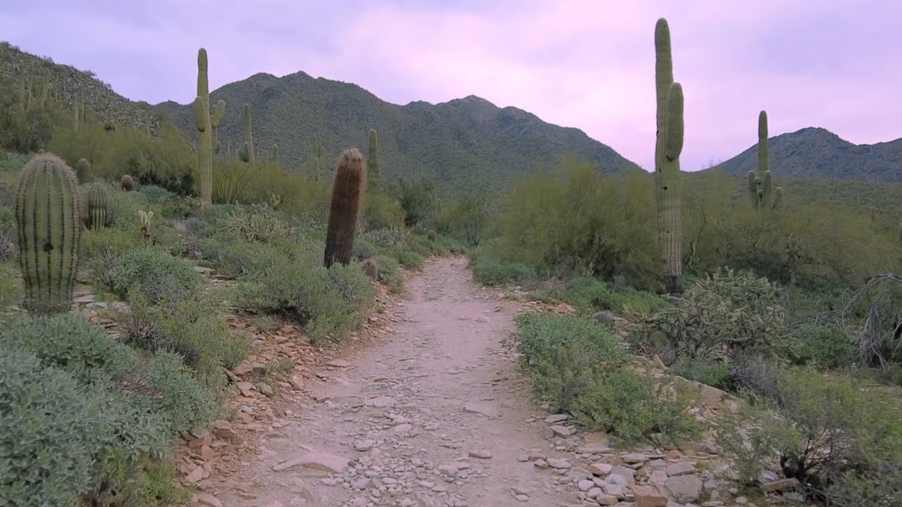 Cacti as big as your house! 🌵 4K Desert Treadmill Walking Scenery