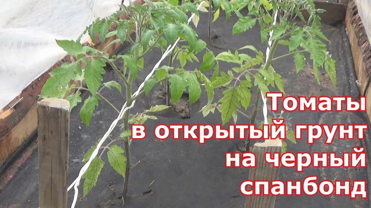 Высадка томатов в открытый грунт на черный спанбонд. Необычная подвязка помидоров на грядке в грунте