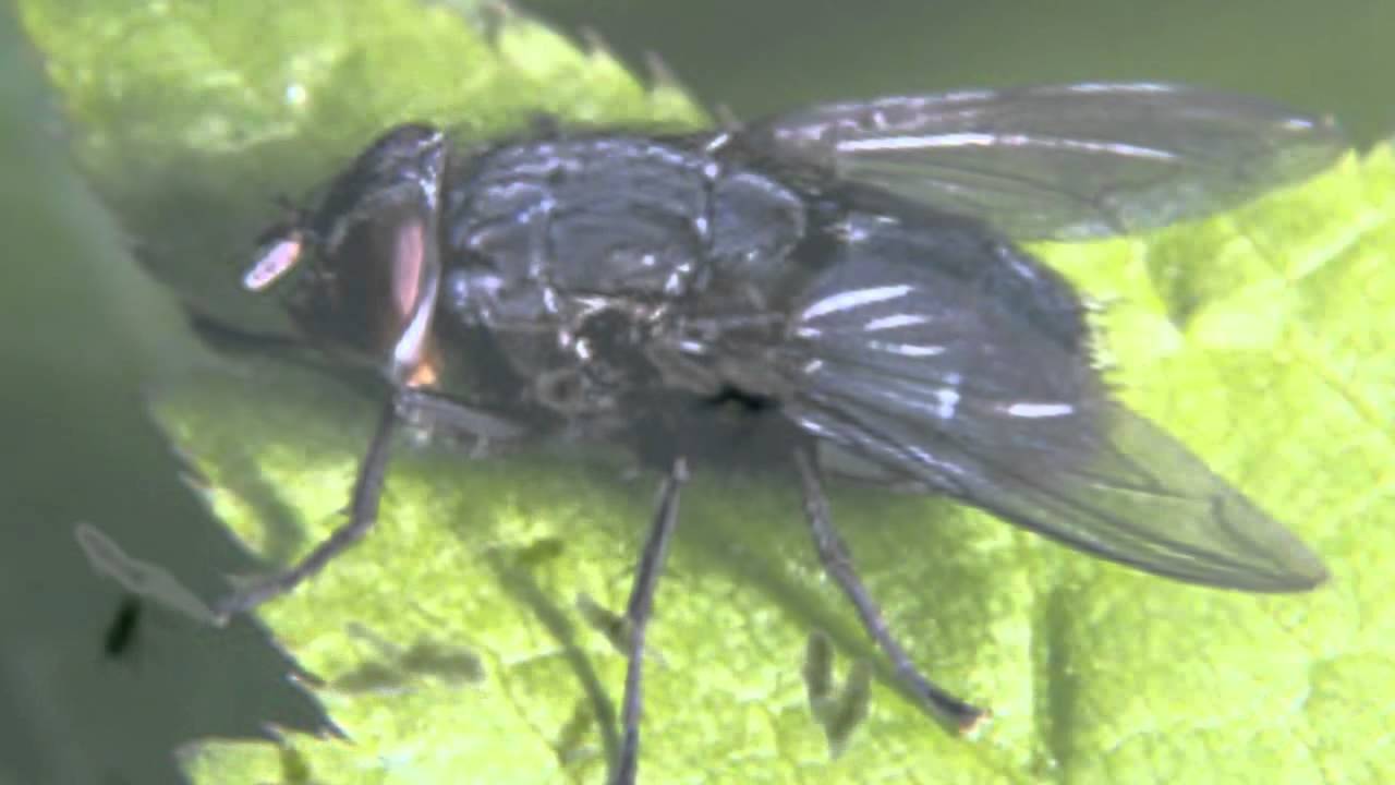 Flies Buzzing Sound Effect