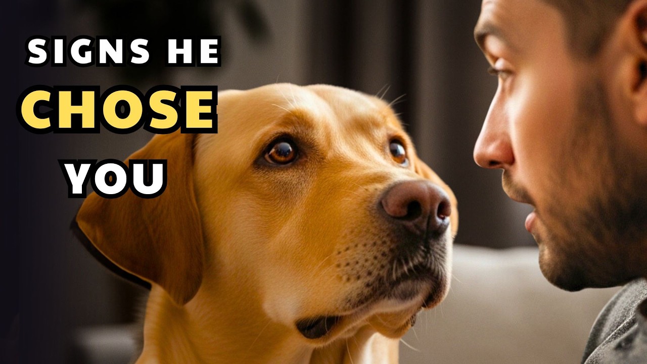 5 Signs Your Dog Has Chosen YOU as Their Favorite Person