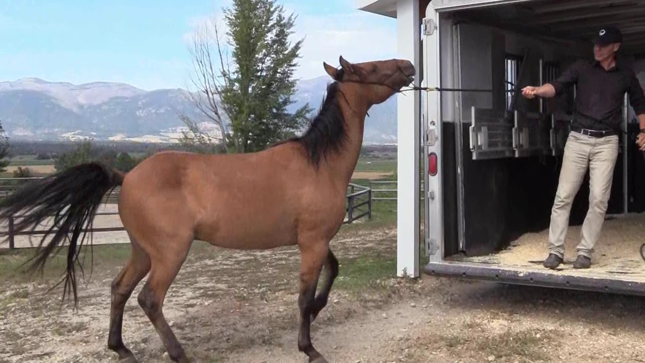 HOW TO LOAD A HORSE THAT WON'T LOAD WITHOUT A STICK OR FLAG #horse #DonJessop