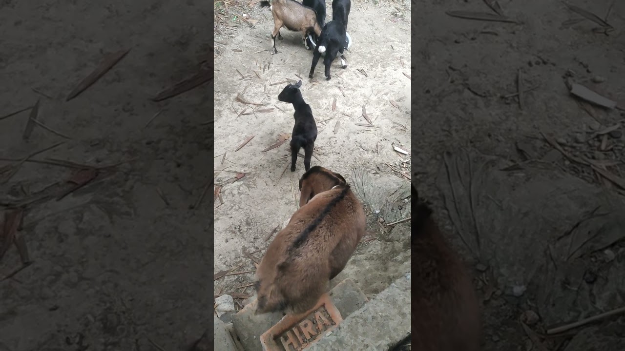 The goats are jostling each other upon seeing the food in front of them #farm #animals #treandig 