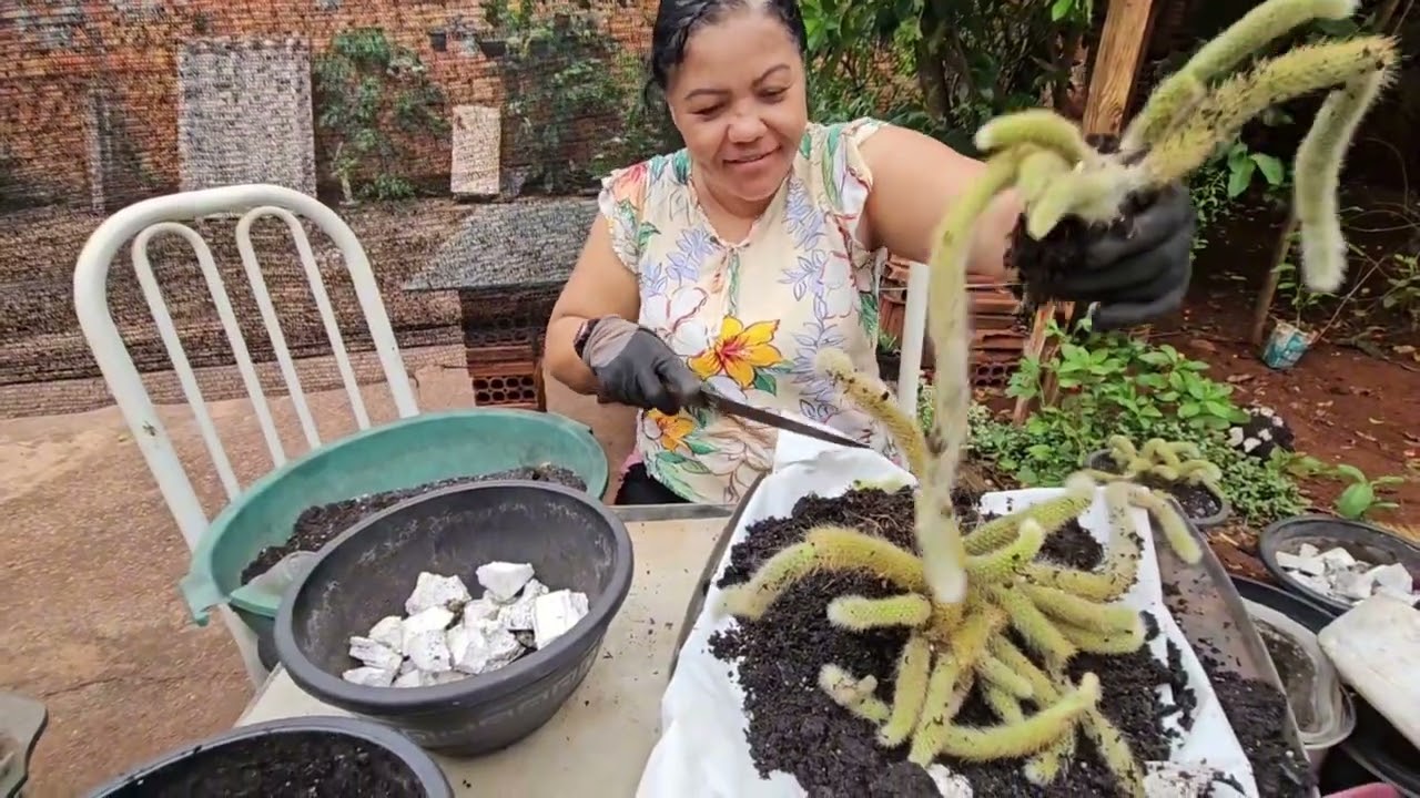 Replantado o rabo de macaco