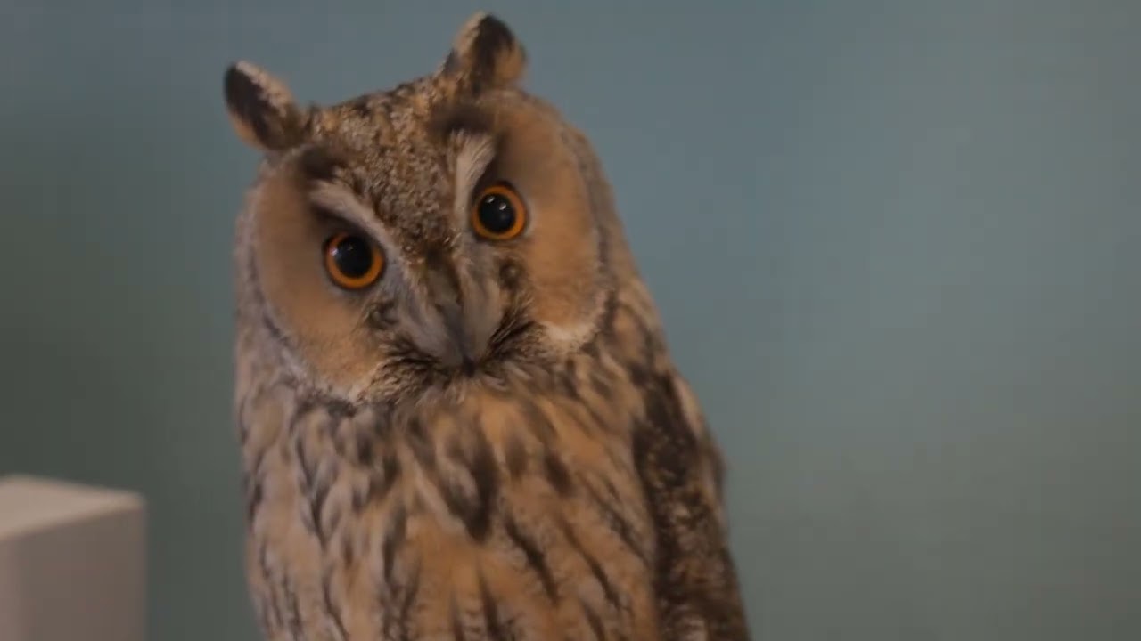 Owl Cafe 