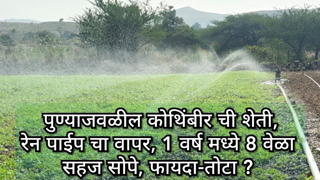 पुण्याजवळील कोथिंबीर ची शेती रेन पाईप चा वापर #कोथिंबीर #kothimbir #कृषी_भरारी #रोहित_बोरगावे