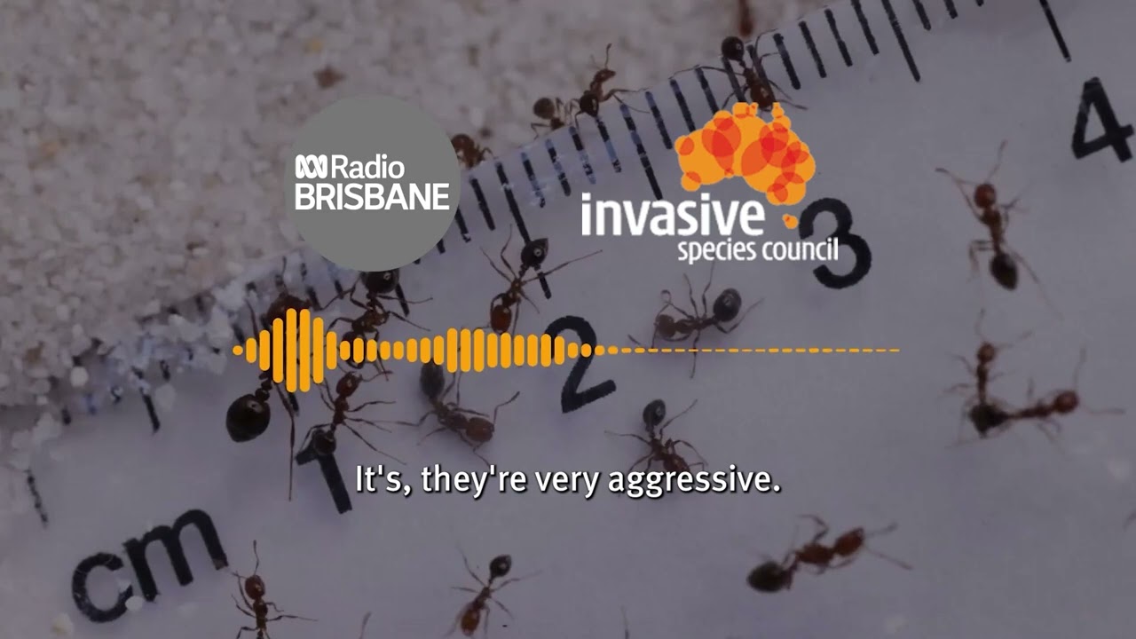 The Invasive Species Council claps back at misinformation on ABC Radio Brisbane