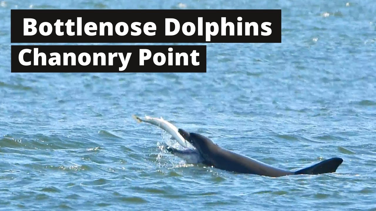 Bottlenose Dolphins Feeding at Chanonry Point - HUGE SALMON!