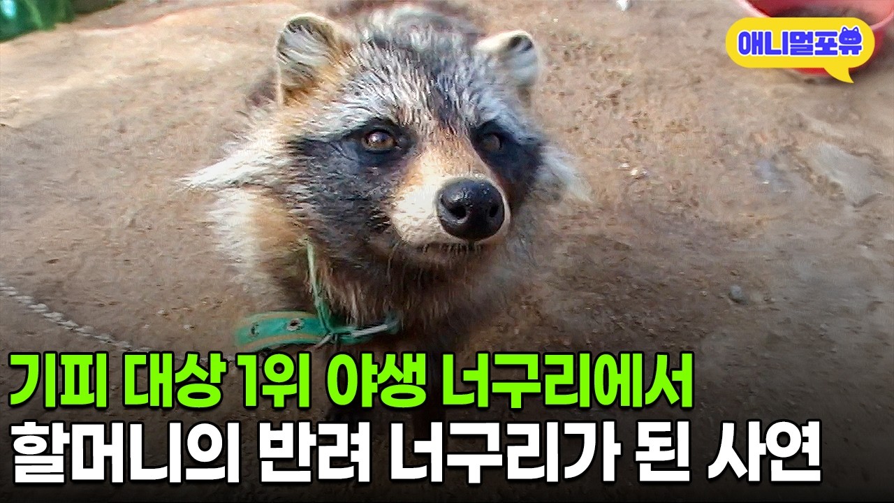 야생 너구리인 줄 알았는데 사회성 만렙?! 할머니의 반려 너구리ㅣKBS 주주클럽 070603 방송