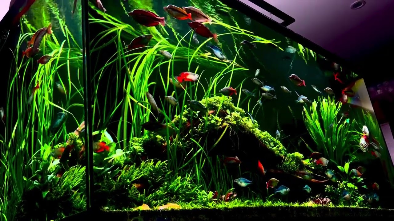 Bể cá cầu vồng đẹp, rainbow fish 