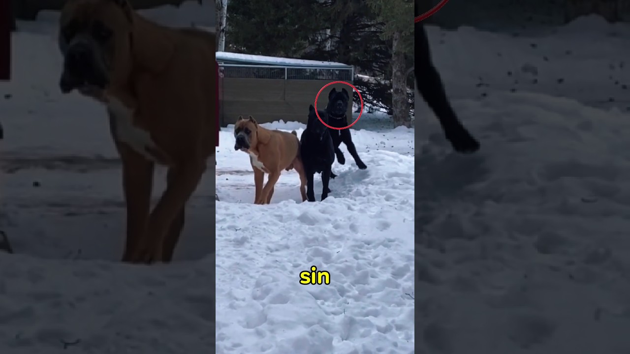estos Cane Corso utilizan estrategias al ver a un extra&ntilde;o #canecorso #perros