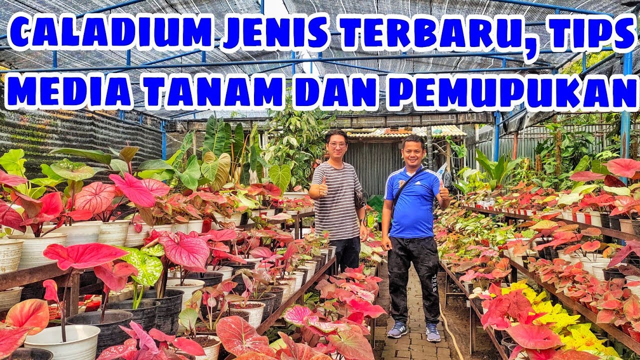 caladium jenis terbaru, media tanam dan cara pemupukan tanaman hias keladi