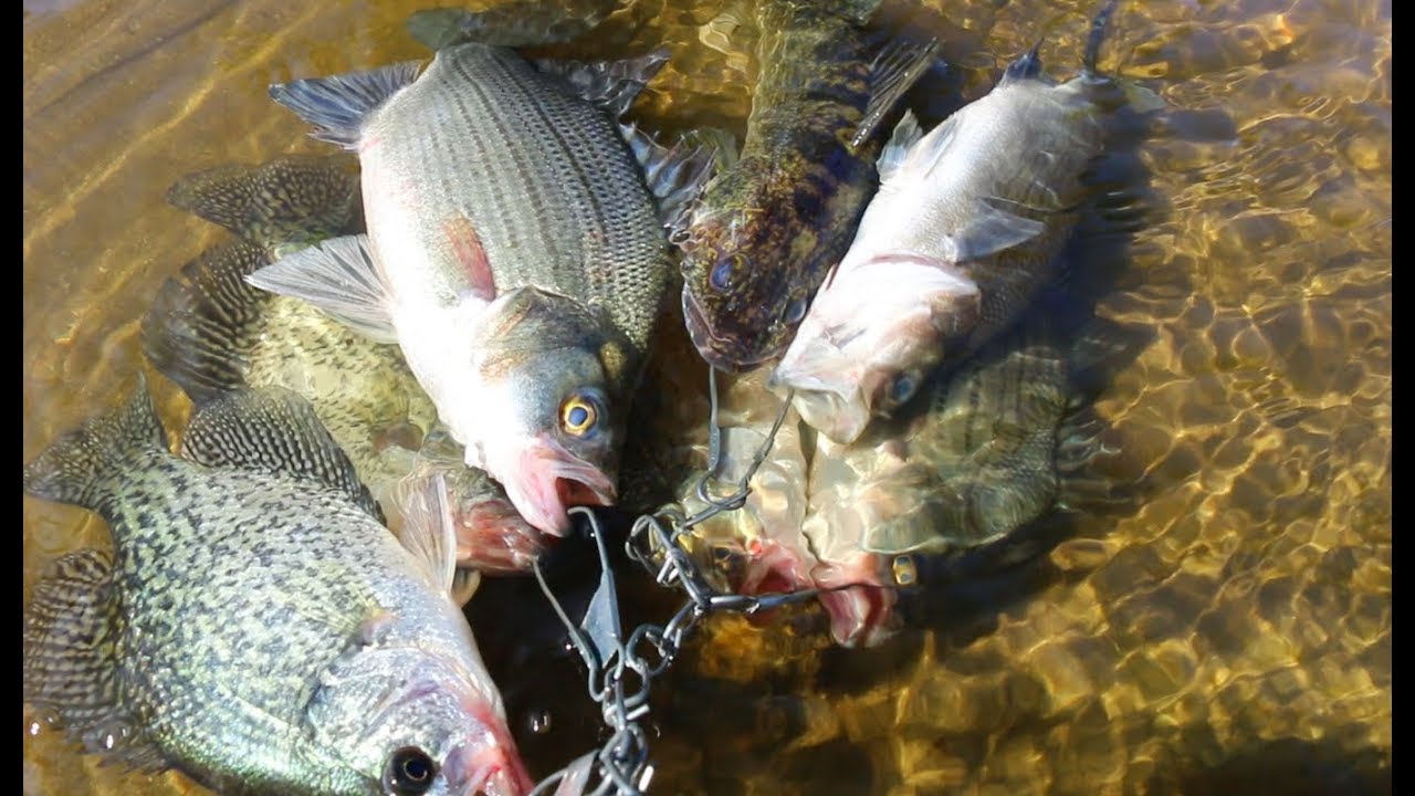 White bass, Walleye and Crappie Fishing- Fort Atkinson Wisconsin