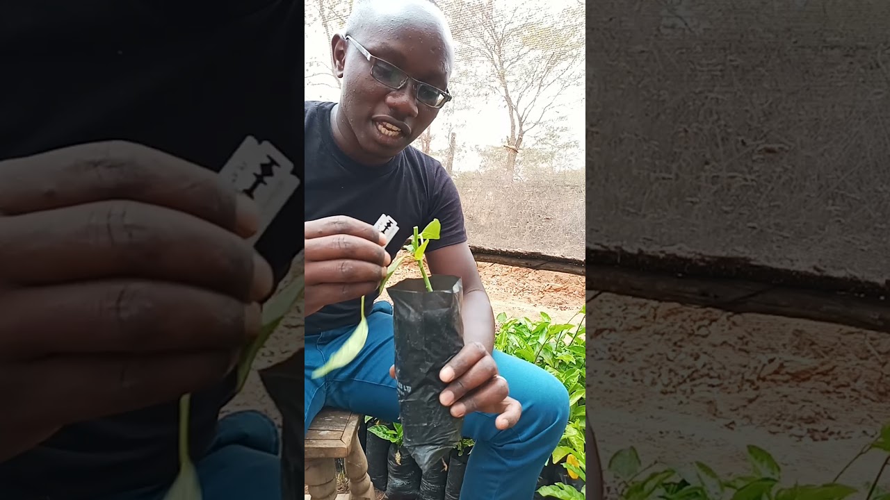 How to Graft Passion Fruit Seedling (Yellow into a Purple Passion Fruit).