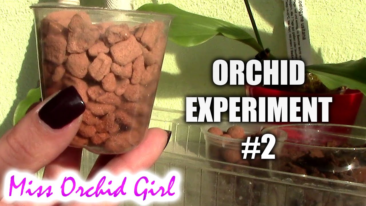 Finding a better Orchid media - Orchid experiment #2