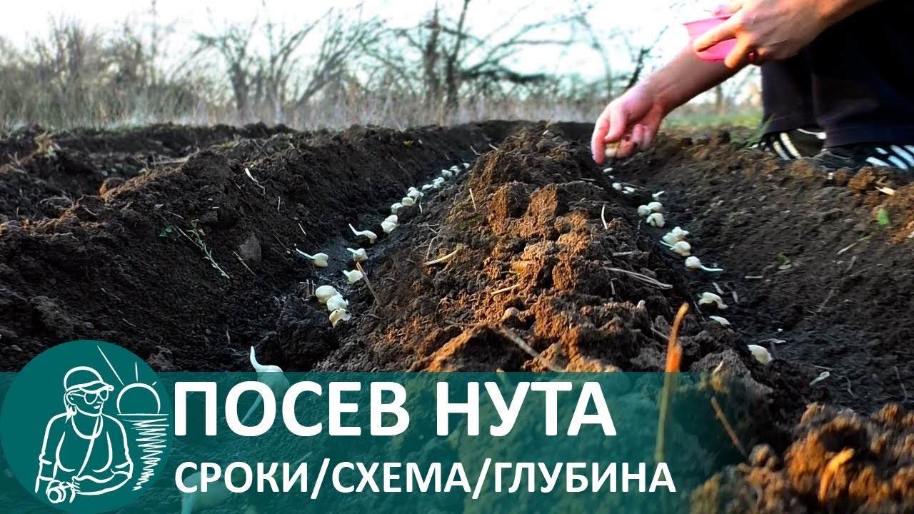 ☘ Посев нута: как и когда сажать турецкий горох