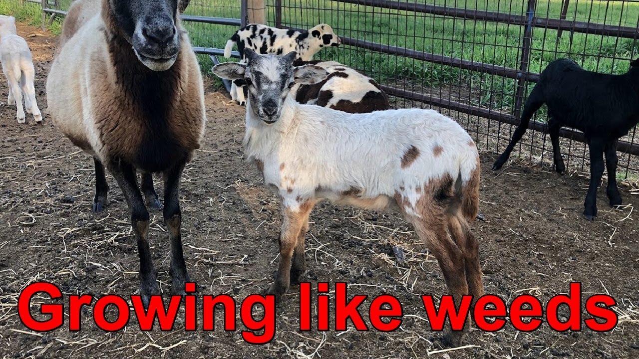 Painted Desert lambs growing like weeds