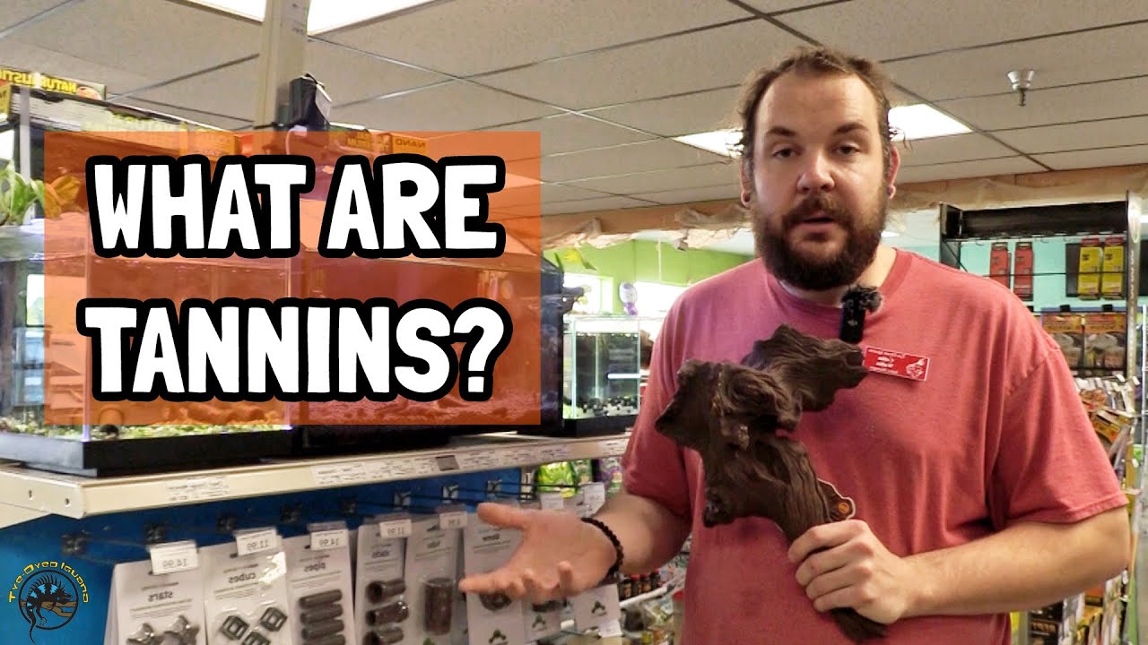 What are Tannins and How Do They Benefit Your Freshwater Fish Aquarium? 🍂🐠