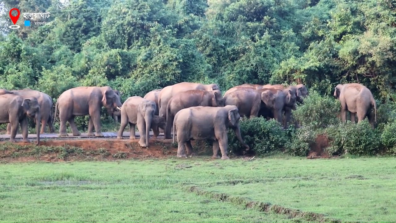 হালুয়াঘাটে বন্যহাতির তাণ্ডব! | Elephant | Haluaghat | Mymensingh