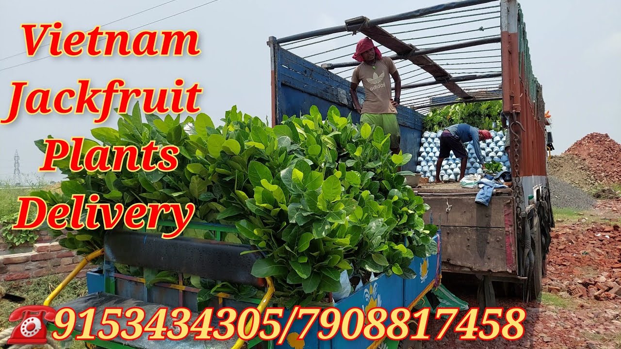 Vietnam super early jackfruit (Vietnam variety kathal )plants available 🌴🌴