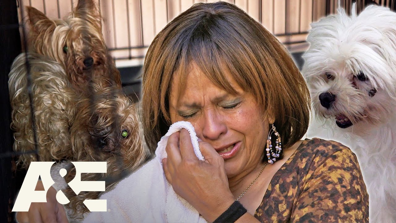 Hoarders: Celia's Illegal Hoard of Dogs - Will She Give Up Her Furry Friends? | A&E