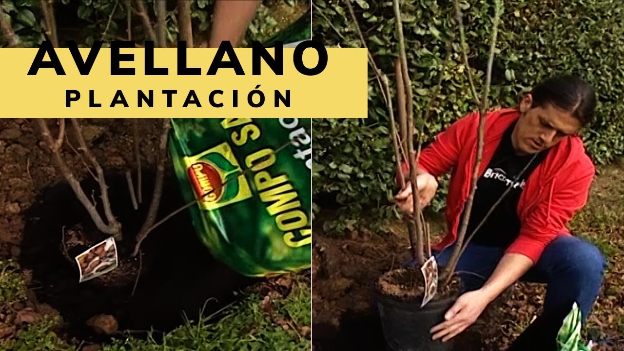Avellano: caracter&iacute;sticas y plantaci&oacute;n en el jard&iacute;n - Bricoman&iacute;a - Jardinatis