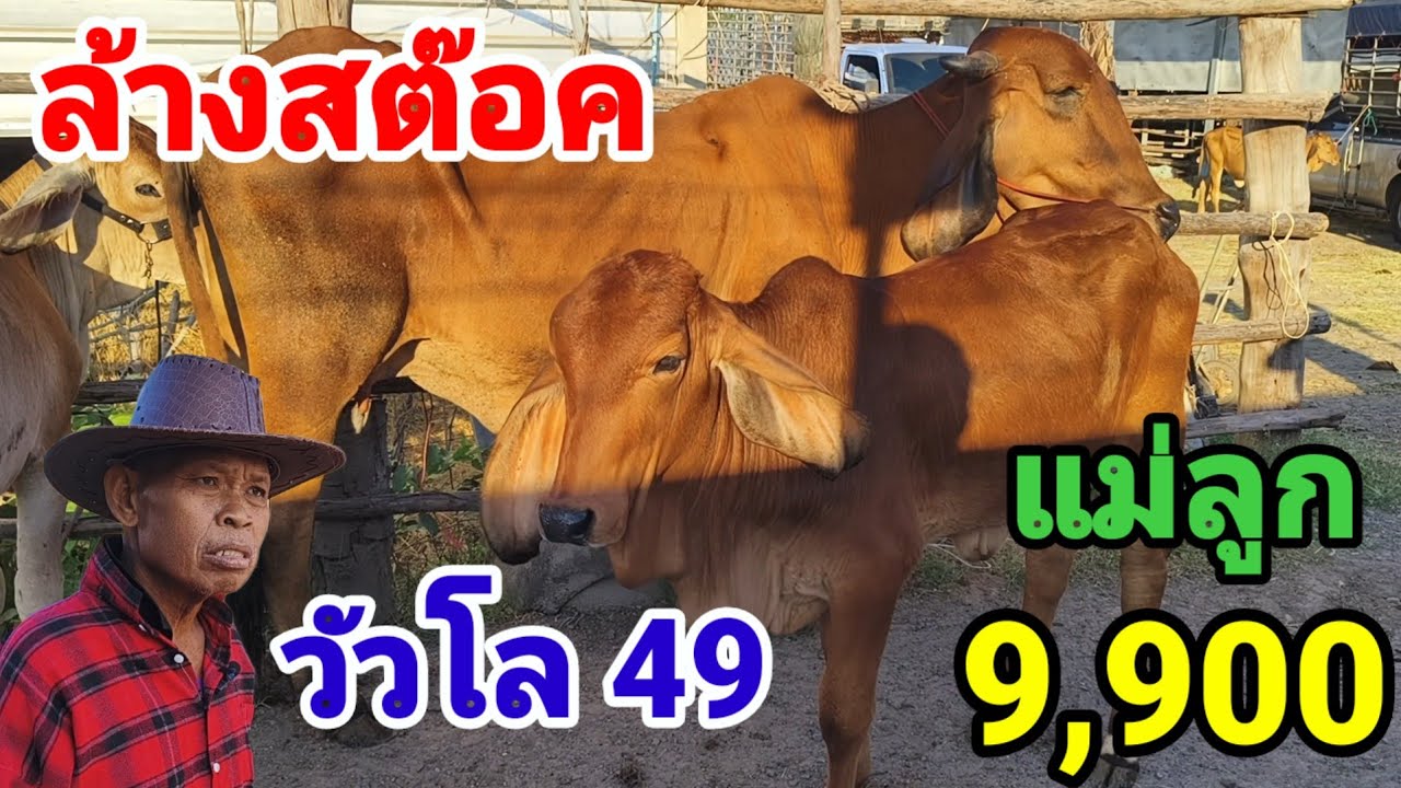 19 ธ.ค.68 โล๊ะคอก ขายวัวยดคอกหาค่ายาหมอ  แท่ลูก,สายขุน กิโล  49 บาท