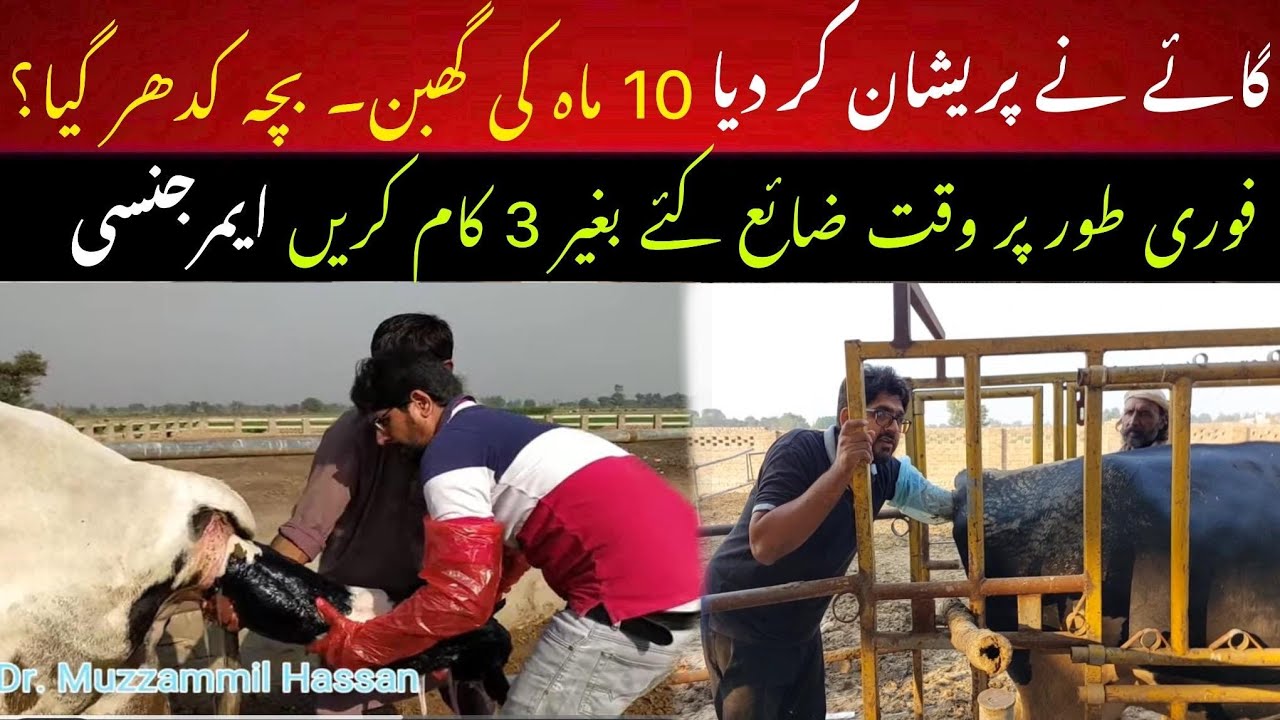 Bchay ki mummy bun gae II Mummification vs torsion vs delayed gestation II Dr. Muzzammil Hassan