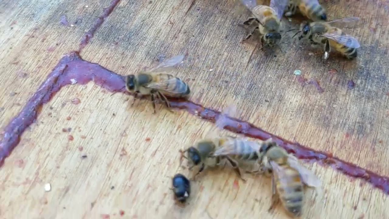 How to Use the Disposable Hive Beetle Trap