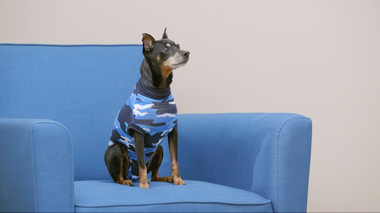 Suitical Recovery Suit and Recovery Sleeve for Pets | Chewy